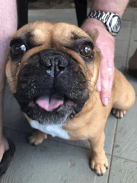 a french bulldog sitting on a person's lap
