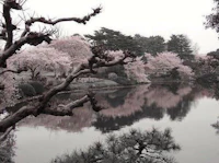 japanese cherry blossoms in kyoto japanese cherry blossoms in kyoto japanes