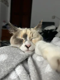 a cat sleeping on a towel