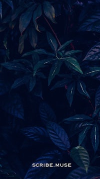 the cover of scribe muse