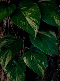 a large green plant growing on the side of a tree