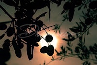 olives on a branch with the sun behind it