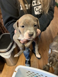 a woman is holding a puppy in a basket
