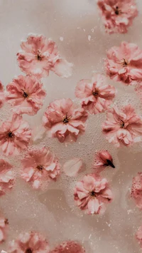 a close up of pink flowers floating in water