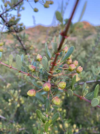 a branch of a tree with small green buds