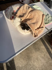 a cat laying on a blanket on a table