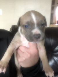 a small white and brown puppy being held by a person