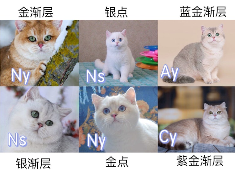 猫咪花色的选择 学姐的猫舍 Cattery In New York 猫咪花色的选择 学姐的猫舍 Cattery In New York