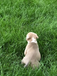 a small white and brown puppy sitting in the grass