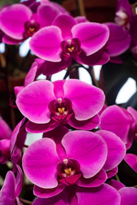 a close up of purple orchids in a garden