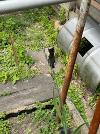a cat is standing in a yard near a metal shed