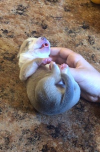 chihuahua puppies for sale