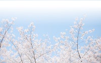 sakura blossoms against a blue sky