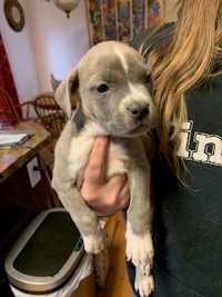 a woman is holding a small grey puppy in her hands