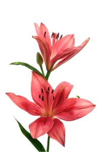 two pink lilies on a black background