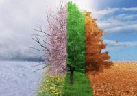 a picture of a tree with different colors of the seasons