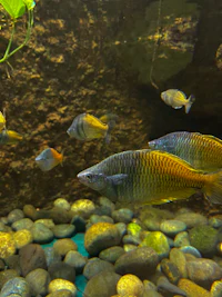 a group of fish swimming in an aquarium