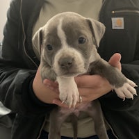 a person holding a small grey pit bull puppy