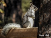 a squirrel is sitting on a log in a wooded area