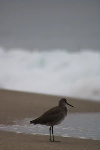 a bird standing on the sand