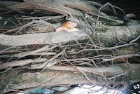 a tree branch with a shell on it