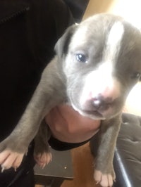 a small grey and white puppy is being held by a person