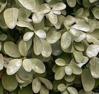 a close up of a plant with green leaves