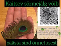 a peacock feather with a fingerprint on it