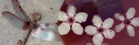 a plate with a dragonfly and flowers on it