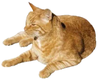 an orange tabby cat laying down on a white background