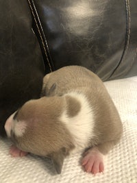 a small brown and white puppy sleeping on a leather couch
