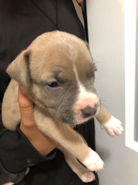 a person is holding a small puppy in their hands
