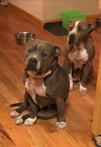 two pit terriers sitting on the floor in a kitchen
