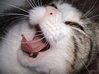 a cat yawning with its tongue out