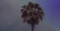 a palm tree in front of a cloudy sky