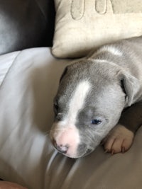 a blue and white puppy laying on a person's lap