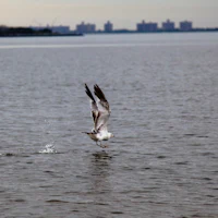 (Photo Credit: Jill Jichetti. Staten Island.)