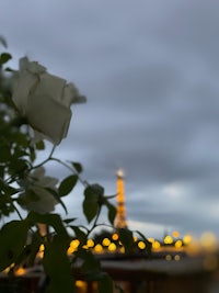 white roses in front of the eiffel tower