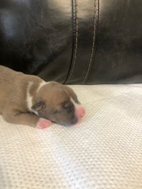a brown and white puppy sleeping on top of a black pillow
