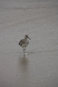 a bird is standing on a wet surface