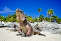 an iguana sitting on a beach with palm trees