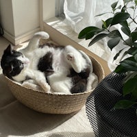 a black and white cat laying in a basket