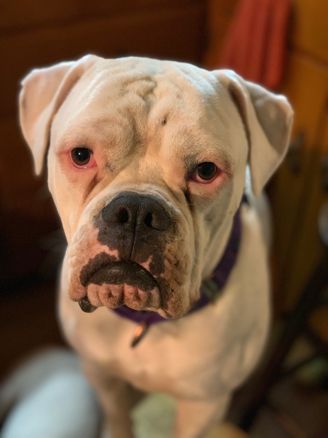 boxer rescue boxer rescue