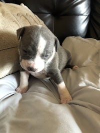 a blue and white puppy laying on a couch
