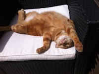 a cat laying on a wicker chair