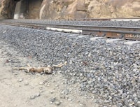 a dead deer lying on the side of a train track