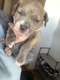 a person is holding a small puppy in their arms