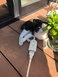 a black and white cat laying on top of a plant