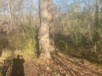 a person taking a picture of a tree in the woods