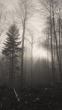 a black and white photo of a foggy forest